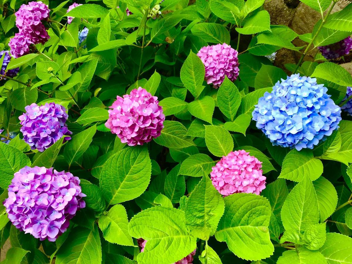 藤花楼 Kamakura Bed & Breakfast Yamanouchi  Bagian luar foto